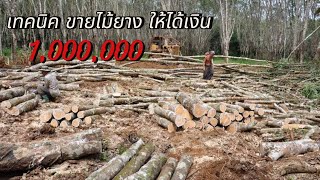 รายได้ 1,000,000 จากไม้ยาง  เกษตรกรสวนยาง รวยเลย เผยกลยุทธ์ลับ