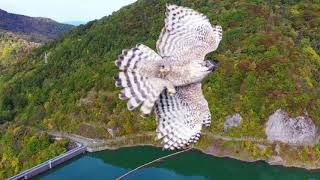 【クマタカの威嚇でビックリ・ドローン・危機一発】北海道 2020 ATTACK OF BEAR HAWK