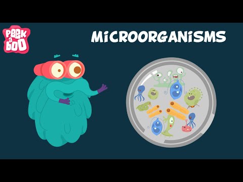 What are microorganisms in simple words?