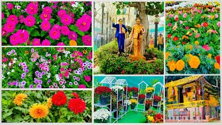 I Spent a Day at Lalbagh Flower Show and Discovered the Secret to Bangalore's Most Beautiful Gardens