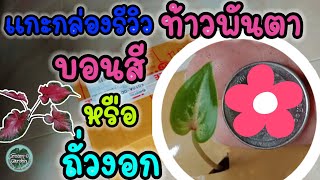 #แกะกล่องรีวิว #บอนสี ท้าวพันตา#caladium #unboxing #ปลูกบอนสี #สวนครีมโอ #ปลูกบอนสี #แกะพัสดุ