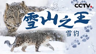 与豹同行！走进隐居高原的“雪山之王”：雪豹 沉浸式感受狂野的生命张力【CCTV纪录】