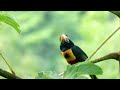 Beautiful Big Beak Bird On Tree Branch  | J Channel Media