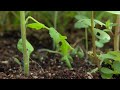 🌱 amazing australian dodder growing process timelapse