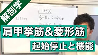 【機能解剖学】肩甲挙筋と菱形筋の解剖学解説