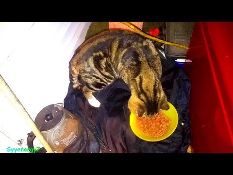 'Boots the Rebel' CAT, Hurt Again but HEALING 'Boots the Rebel' CAT, Hurt Again but HEALING