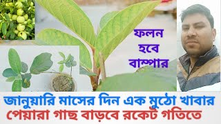 পেয়ারা গাছ বাড়বে রকেট গতিতে/ফলন হবে বাম্পার#জানুয়ারিতে দিন মাত্র এক মুঠো খাবার#guava plant care#