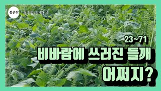 봉춘팜 들깨농사 | 비바람에 쓰러진 토종들깨 어쩌지?