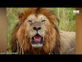 the legend of notch coalition the most famous lion coalition of maasai mara kenya