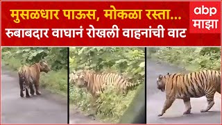 Tiger Spotted Bhandara :  मुसळधार पाऊस, मोकळा रस्ता...रुबाबदार वाघानं रोखली वाहनांचा वाट