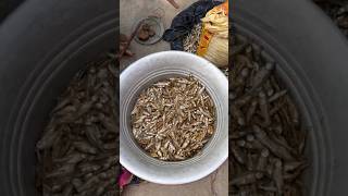 ఎండుచేపలుతింటున్నారా? Dry Fish Good or Bad For Health #dryfish #healthyfoods #aarogyasutra