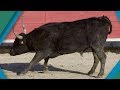 Why do bulls charge? | BBC Earth Explore