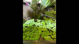 *Live Feeding* African Butterfly Fish SNAPS House Fly!!