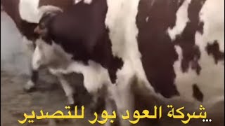 الأبقار  الحمرا فرنسي ‏مونتبليير الحلوب