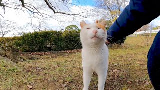 公園の猫が草むらからモフられに出てきた