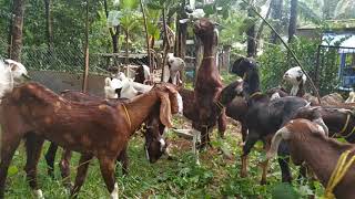 Sirohi | karoli | Parpatsari | Jamnapyari goats @ Thodupuzha| call 9447980229| സിരോഹി കരോളി