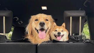 愛犬のために大きめの車をプレゼントしたら反応があまりにも可愛すぎました...！