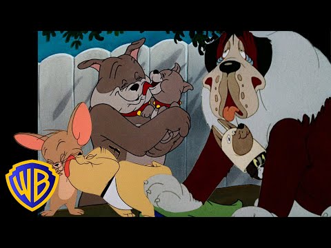 Tom & Jerry  Best of Dogs! ️  Animals Month  Classic Cartoon Compilation  @wbkids​