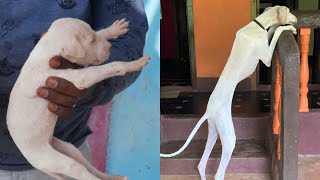 MUDHOL HOUND PUPPY GROWING UP 3 WEEKS TO 6 MONTHS | Transformation Video