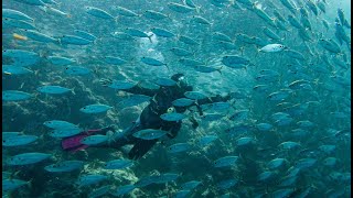 Sardins Storm | 沙甸魚風暴 | 墨寶 | Moalboal