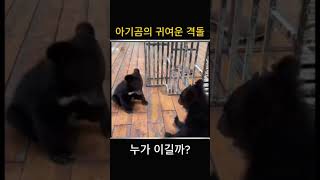 작지만 강한 아기곰들의 격투전! (Small but Mighty Baby Bears’Battle!)