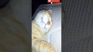 Cat sleeping on mattress #shorts