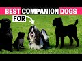 9 Best Companion Dog Breeds for a Shih Tzu