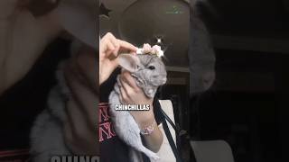 Chinchilla Chronicles | Discover the Adorable World of Chinchillas! 🐭 #Chinchillas #CutePets