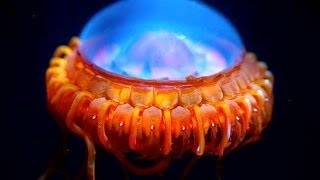 閲覧注意な深海生物25選！こんなの見たら心臓止まりそう！