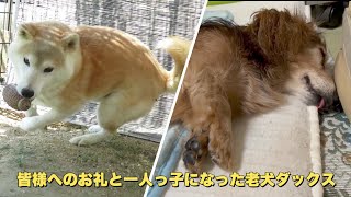 リュウちゃんにお悔やみをありがとうございました。モカちゃんは元気いっぱいです（老犬）（柴犬）（ダックスフンド）