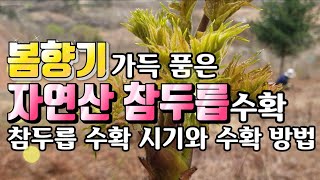 자연산 참두릅 수확, 참두릅 수확 시기, 참두릅 수확 방법