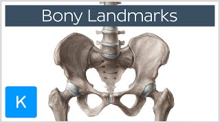 How to Memorize Bony Landmarks Quickly and Easily! - Human Anatomy | Kenhub
