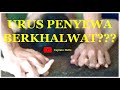 URUS PENYEWA BERKHALWAT???