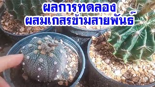 ผลการทดลองผสมเกสรแคคตัสข้ามสายพันธ์ ระหว่างฮามาโตะกับแอสโต หลังผสมผ่านไป5 วัน