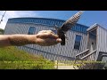 A Look at  a Chimney Swift