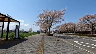 Cycling Tour | Kanto Railway Bus, Arakawaoki Sta. E.~Pref. Univ. Health Sciences | 4K | April 2024