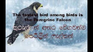 The fastest bird among birds is the Peregrine Falcon |කුරුල්ලන් අතර වේගවත්ම පෙරිග්‍රීන්