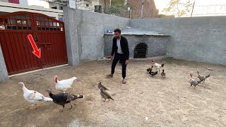 Mini Zoo Main Ye Birds Bhi Agaiy🥰