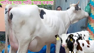 ০৯/০১/২৫, রাজশাহী জেলার মধ্যে থেকে হাই কোয়ালিটি গাভী কিনুন, কোথায় পাবেন সেরা  মনের  দুধের গাভি,