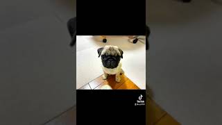 【パグ】pug ベビパグちゃびんの日常★