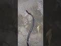 beautiful common kukri snake rescued and released yt shortsfeed viral shortsviral shorts viral