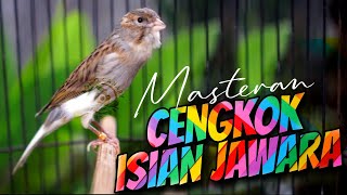 AUTO JUARA!! MASTERAN KENARI ISIAN BLACKTHROAT GACOR DURASI PANJANG ANTI GAGAL