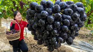 Harvesting Giant Purple Grapes - Goes to Market Sell | Fresh Fruits and Vegetables | Daily Life