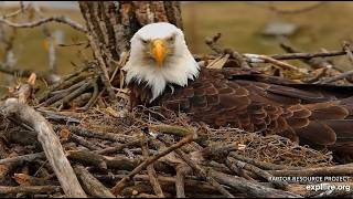 Decorah Eagles: HD Has Got the Moves! Explore.org 3-14-2026