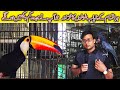 Exotic Parrot Setup Toucan Palm Cockatoo | Caique | Scaly Breasted lorry| White-Capped Pionus Parrot