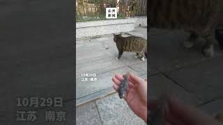 女子被流浪猫“送”小鱼干：投喂了它一个月，很惊喜