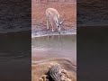 crocodile preying on deer crocodille deer