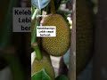 Kelebihan Nangka madu#jualbibit #berkebun #nangkamadu#nangka#pohonbuah #kebunrumah #bibitbuah