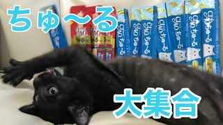 野良猫　猫ちゃんたちにちゅ〜るをあげてる映像だけを特集してみました　野良猫　さくら猫ちゃんたちの感動猫動画お送りいたします。