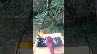 The northern cardinal got well along with black-capped chickadee. 北美红雀与黑帽山雀友好相处。#birds #鸟类 #nature